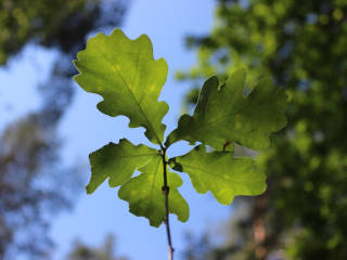 Naturbestattung Berlin