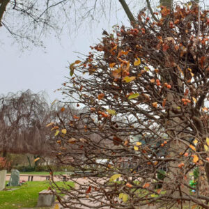 Trauerfeier mit Sarg und Bestattung auf Rasenstelle auf dem Friedhof Rudow in Berlin