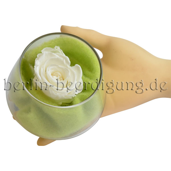 Weisse Konservierte Rose Im Rundglas Echte Blute