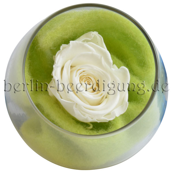 Weisse Konservierte Rose Im Rundglas Echte Blute